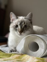 Katzentoiletten von Medpets